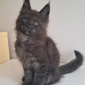 Carat Maine Coon