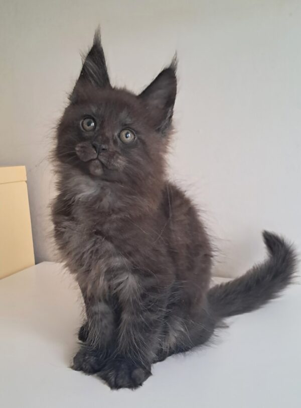 Carat Maine Coon