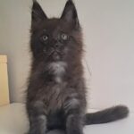 Carat-male-maine-Coon-cat-puppy-for-sale-1 (3)