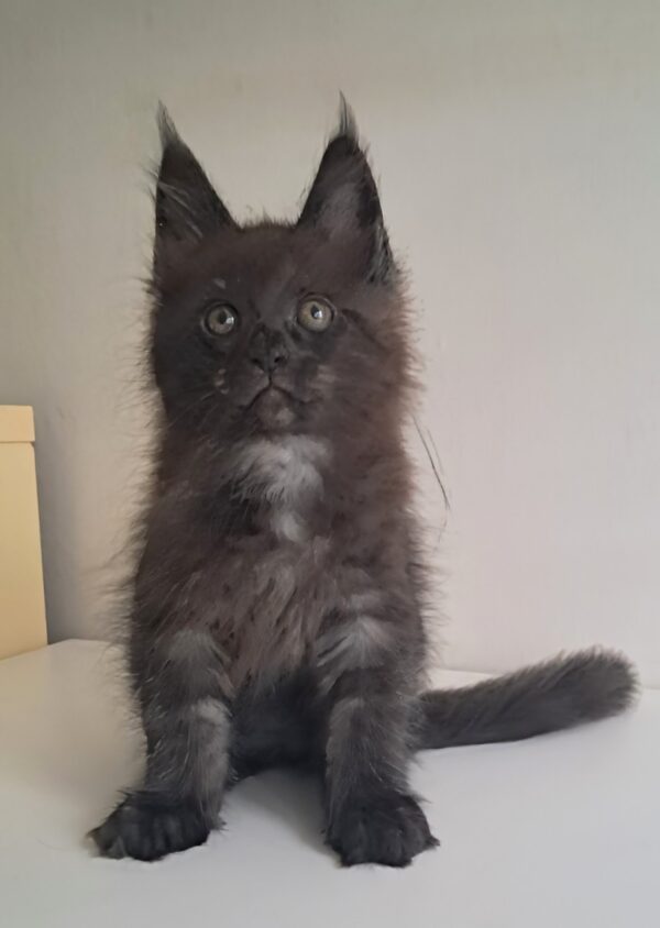 Carat Maine Coon