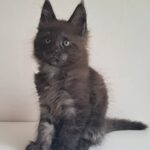 Carat-male-maine-Coon-cat-puppy-for-sale-1 (4)