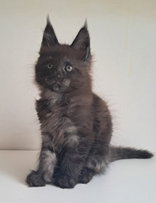 Carat Maine Coon