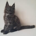 Carat-male-maine-Coon-cat-puppy-for-sale-1 (5)