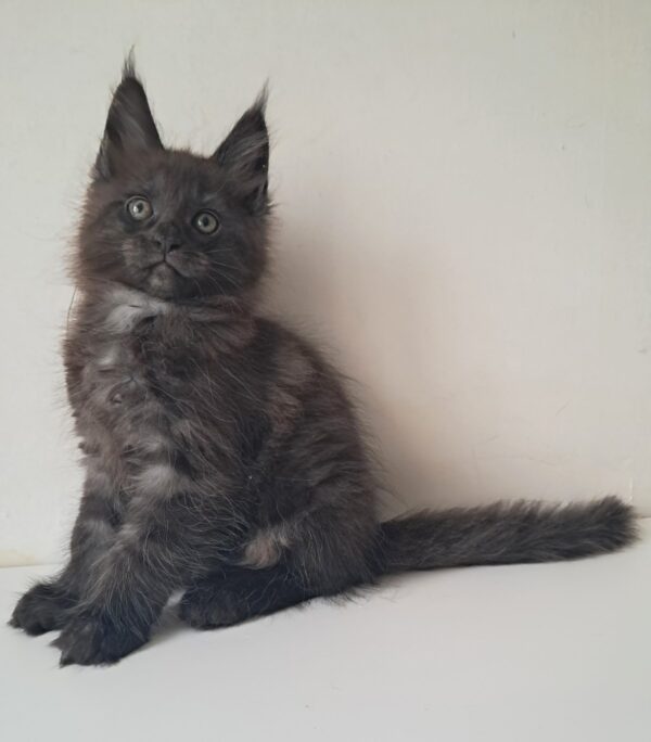 Carat Maine Coon