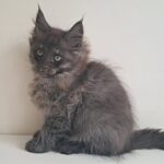 Carmen-female-maine-Coon-cat-puppy-for-sale-1 (1)