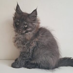 Carmen Maine Coon