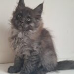 Carmen-female-maine-Coon-cat-puppy-for-sale-1 (2)
