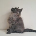 Carmen-female-maine-Coon-cat-puppy-for-sale-1 (3)