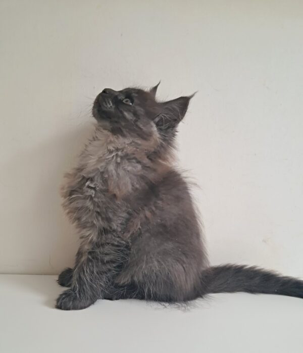 Carmen Maine Coon Carmen Maine Coon