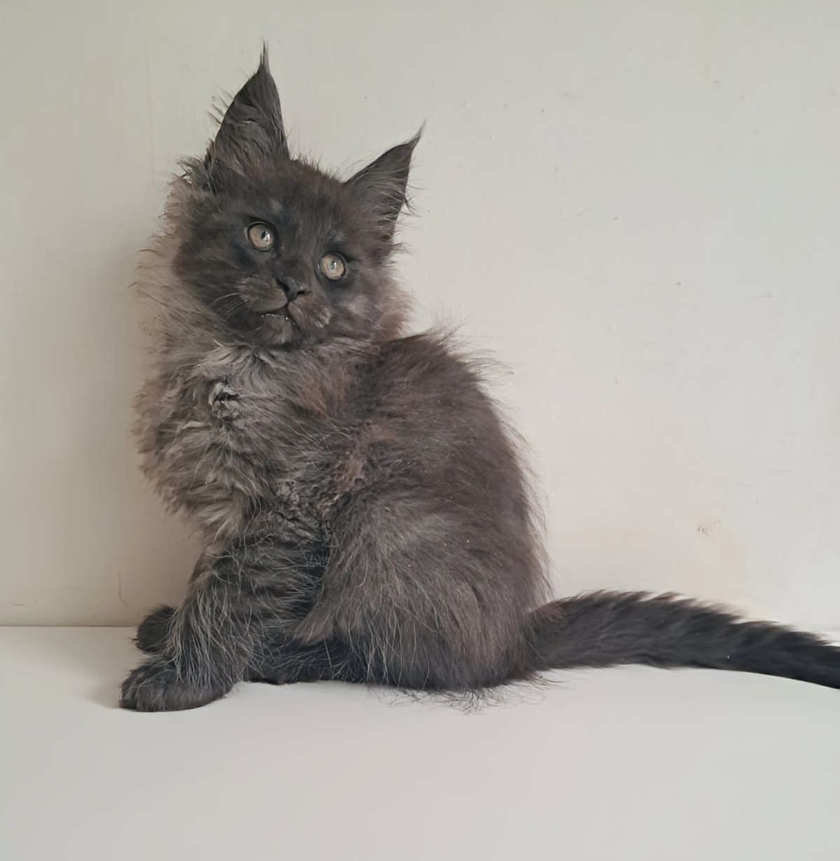 Carmen Maine Coon