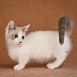 Cassani Munchkin