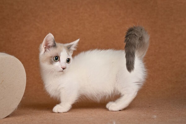 Cassani Munchkin