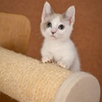 Cassani-male-munchkin-cat-puppy-for-sale-1 (2)
