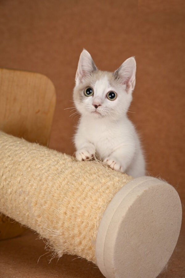 Cassani Munchkin
