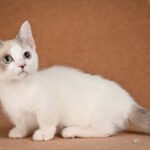Cassani-male-munchkin-cat-puppy-for-sale-1 (3)
