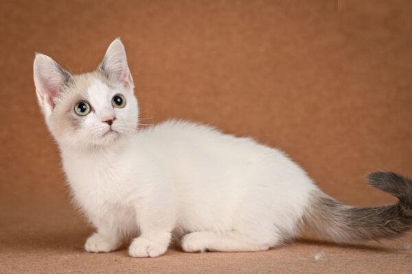 Cassani Munchkin