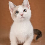 Cassani-male-munchkin-cat-puppy-for-sale-1 (4)