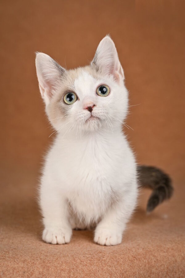 Cassani Munchkin
