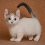 Diesel Munchkin