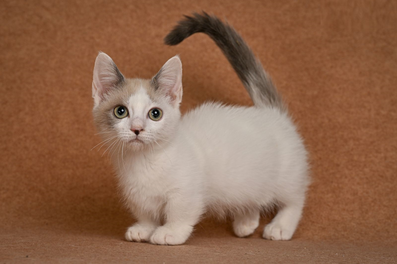 Cassani Munchkin