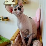 Cassio-male-sphinx-cat-puppy-for-sale-1 (1)