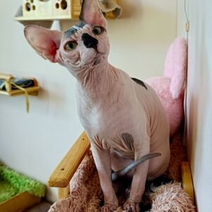 Cassio Sphynx