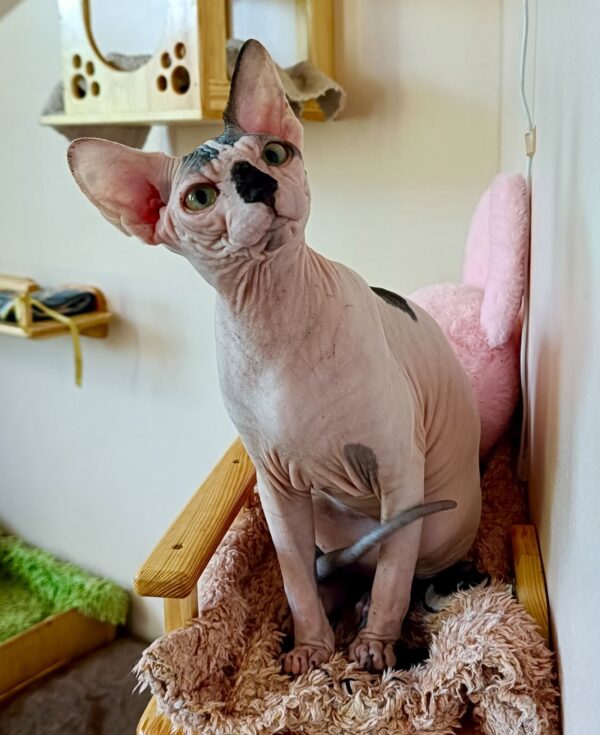 Cassio Sphynx Cassio Sphynx