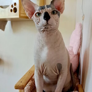 Cassio Sphynx