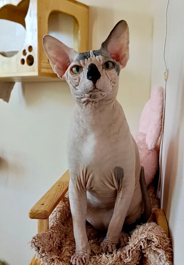 Cassio Sphynx Cassio Sphynx