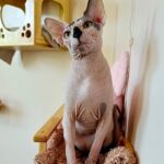 Cassio-male-sphinx-cat-puppy-for-sale-1 (3)