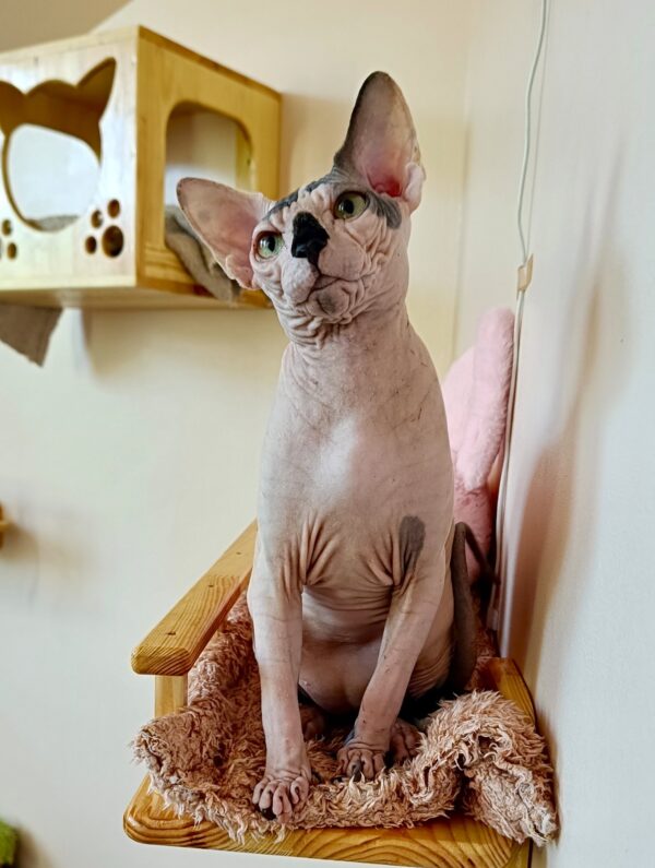 Cassio Sphynx Cassio Sphynx