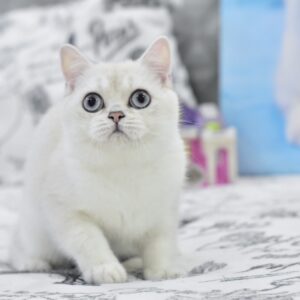 Chris British Shorthair