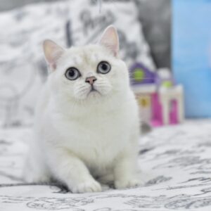 Chris British Shorthair