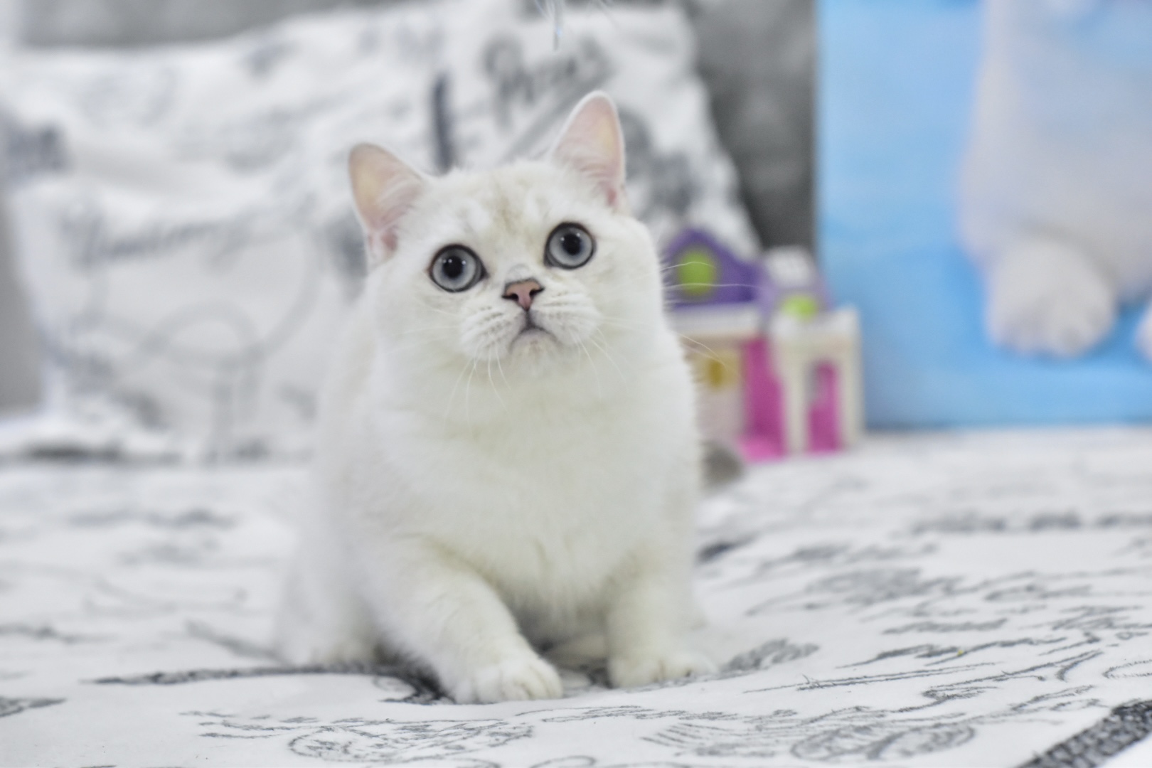 Chris British Shorthair