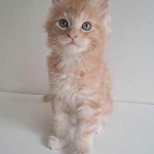 Chris Maine Coon