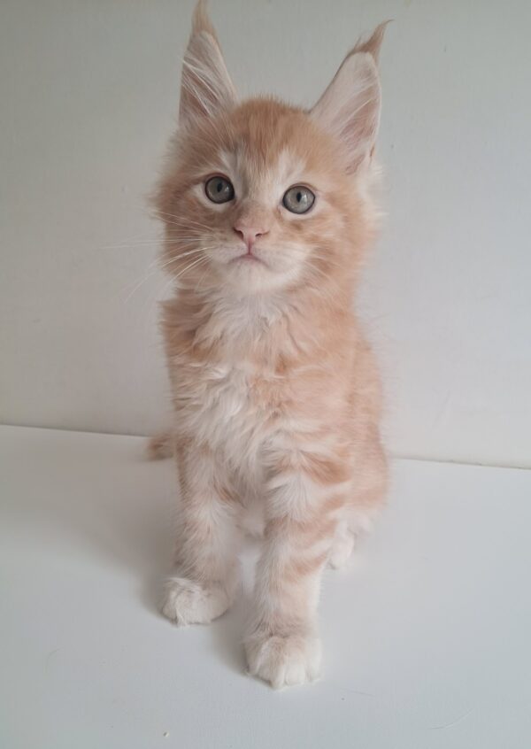 Chris Maine Coon
