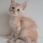 Chris-male-maine-Coon-cat-puppy-for-sale-1 (2)