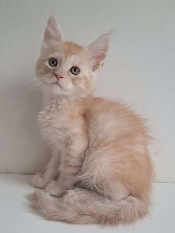 Chris Maine Coon