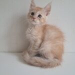 Chris-male-maine-Coon-cat-puppy-for-sale-1 (3)