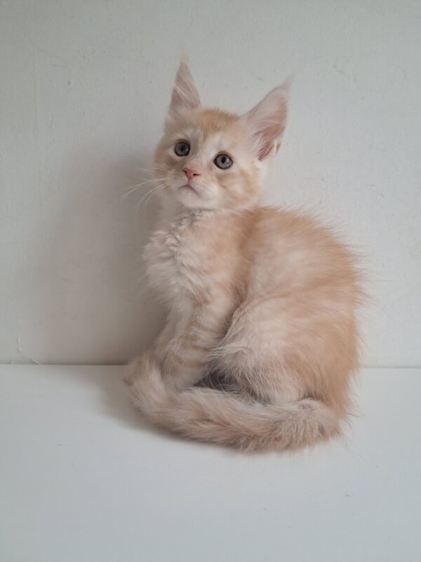 Chris Maine Coon
