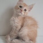 KCharlie Maine Coon