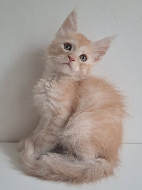 Chris Maine Coon