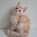 Chris-male-maine-Coon-cat-puppy-for-sale-1 (5)