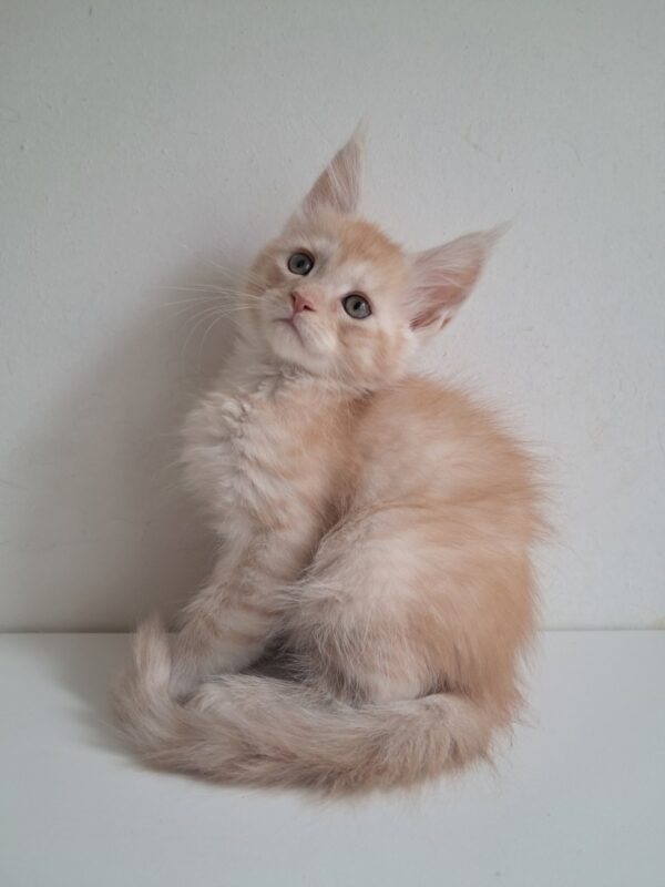 Chris Maine Coon