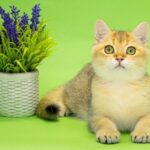Еllen British Shorthair