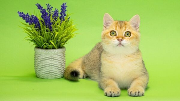 Christian British Shorthair Christian British Shorthair