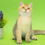 Christian-male-British-Shorthair-cat-puppy-for-sale-1 (2)