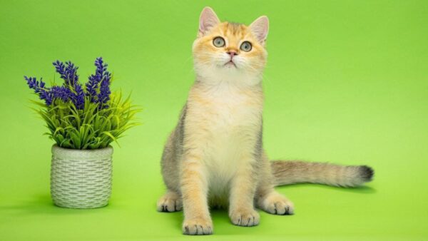 Christian British Shorthair Christian British Shorthair