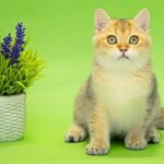 Christian-male-British-Shorthair-cat-puppy-for-sale-1 (3)
