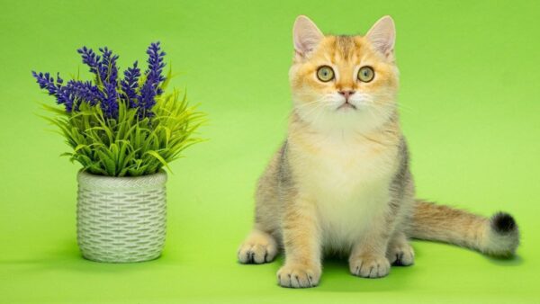 Christian British Shorthair Christian British Shorthair
